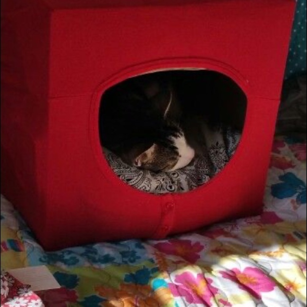 🐾Recycling Fur Pets ‼️Host Pick! - Picture 5 of 15